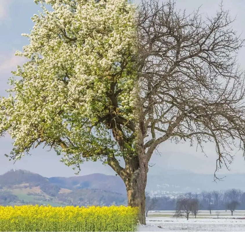 Produkt kollektionbild mit Baum auf der linken seite bluehend auf der rechten seite ohne blaetter - fruehling / herbst fuer gleitschirm handschuhe in dieser jahreszeit