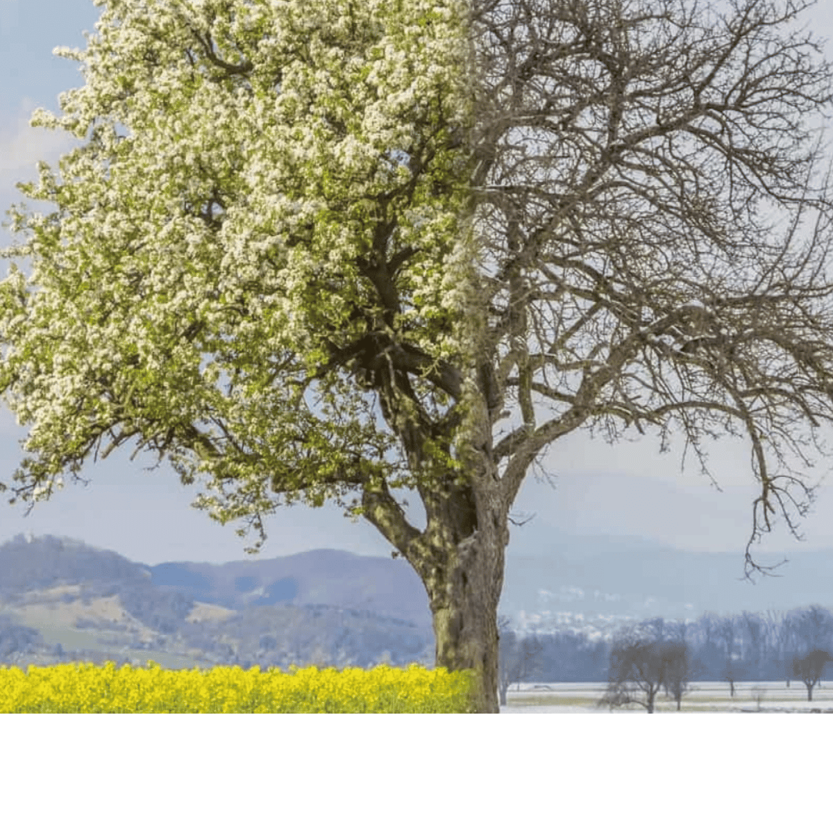 Produkt kollektionbild mit Baum auf der linken seite bluehend auf der rechten seite ohne blaetter - fruehling / herbst fuer gleitschirm handschuhe in dieser jahreszeit