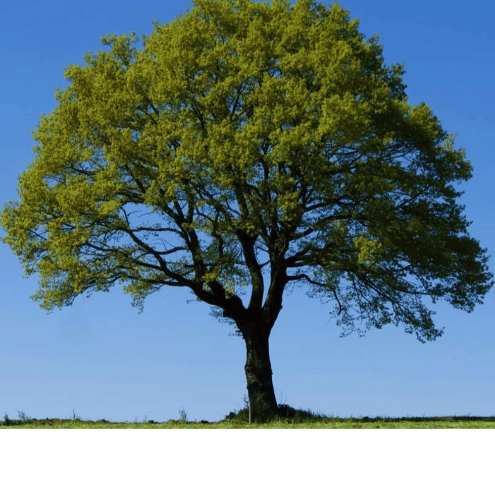 kollektionbild für Sommerhandschuhe mit Baum voller gruener blaetter - fuer gleitschirm handschuhe in der sommer jahreszeit