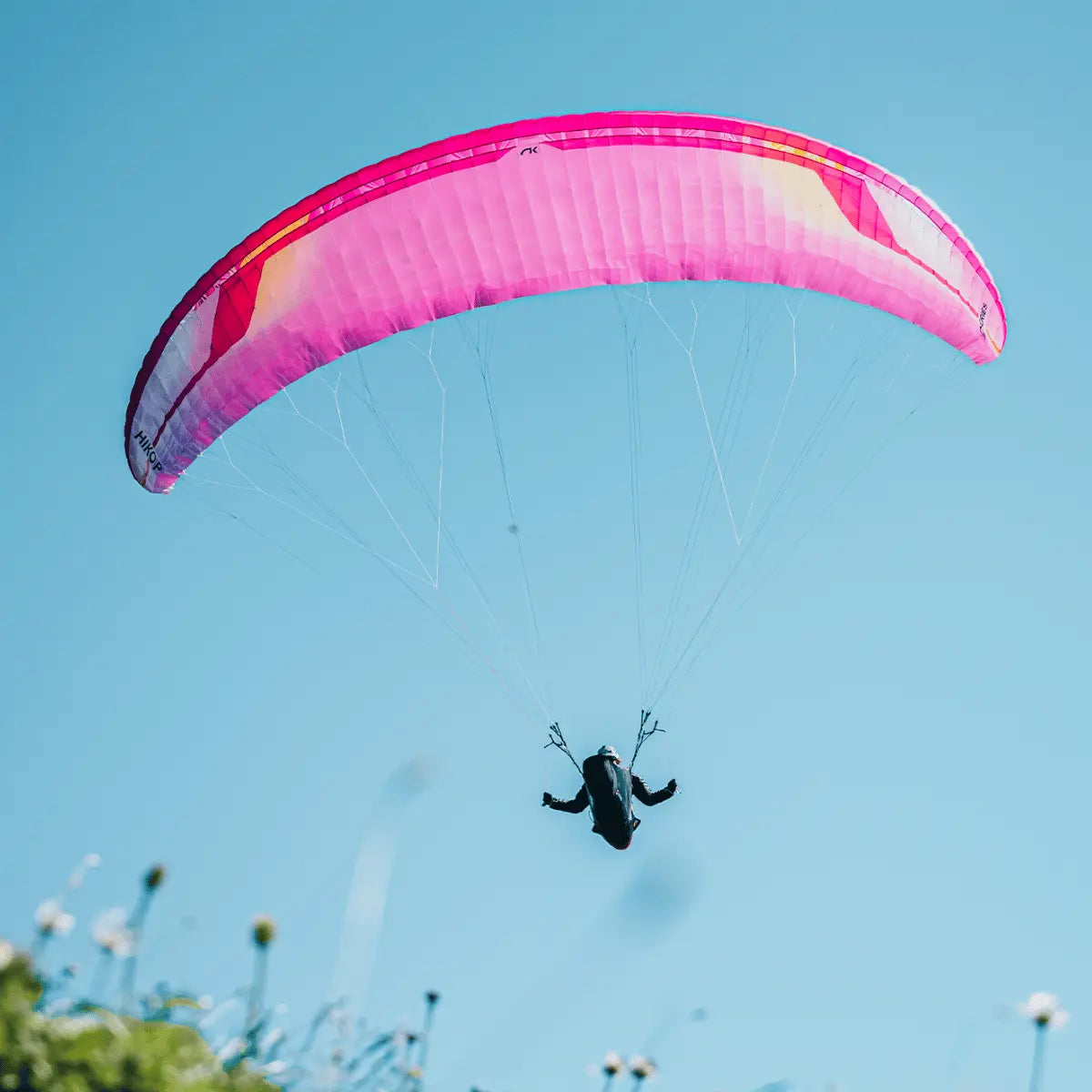 Pink und gelb-gestreifter Niviuk Hiko P Gleitschirm mit Pilot im Flug vor blauem Himmel, mit Blumen im Vordergrund.